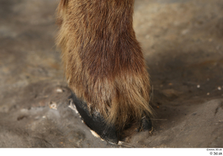 Alpine chamois Rupicapra rupicapra foot hoof leg 0006.jpg